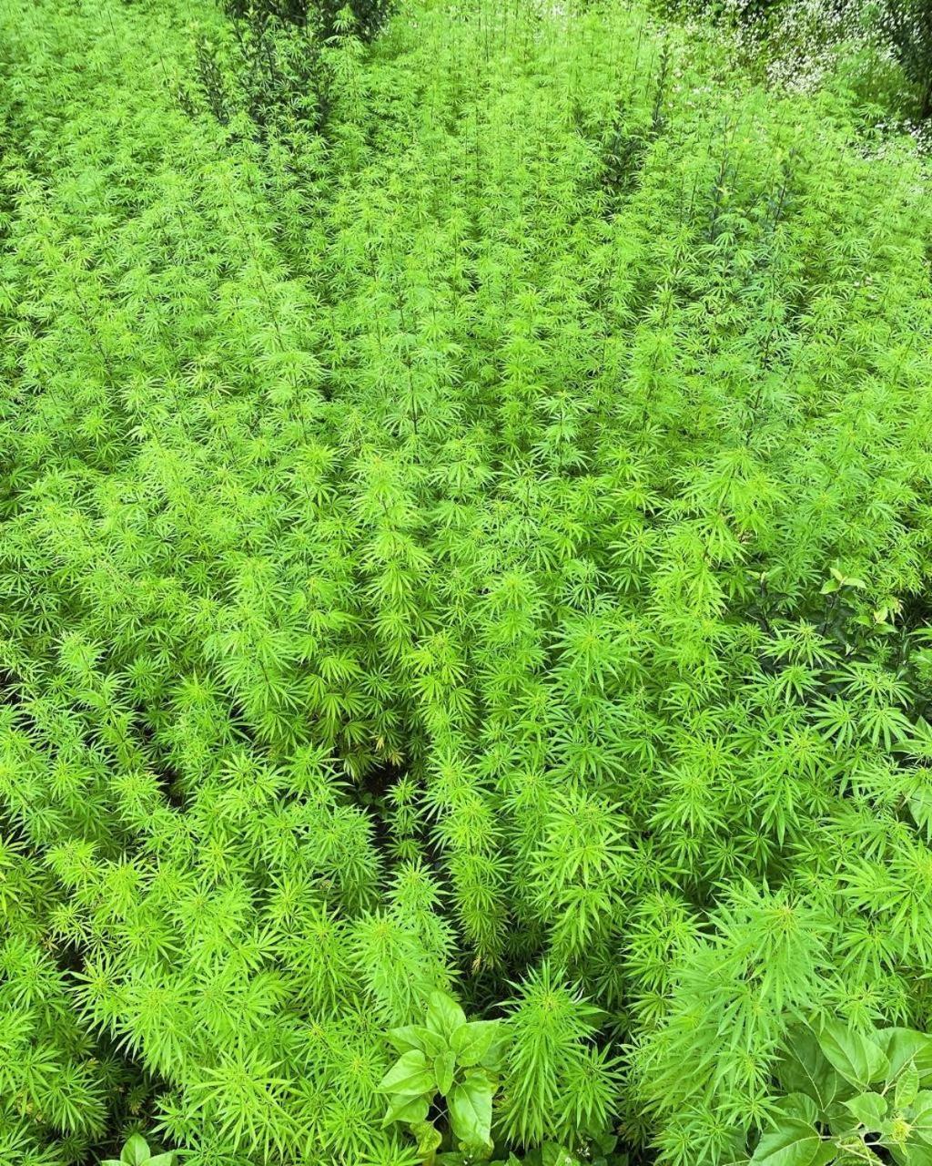 Trippy Homestay Kasol Exterior photo